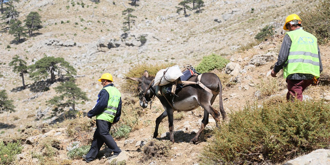 Torosların dağ köyündeki su çalışması için katır ve eşekler kiralandı