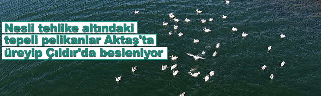 Tepeli Nesli tehlike altındaki tepeli pelikanlar Aktaş'ta üreyip Çıldır'da ...