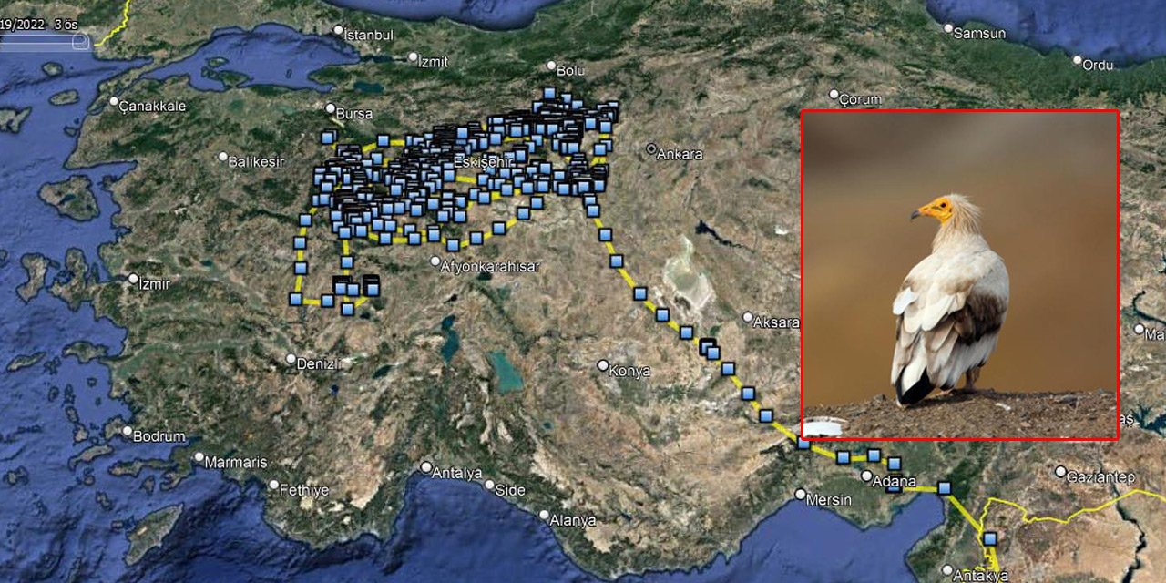 İlk kez göç rotası ortaya çıkarıldı, güzergahlarında Konya da var