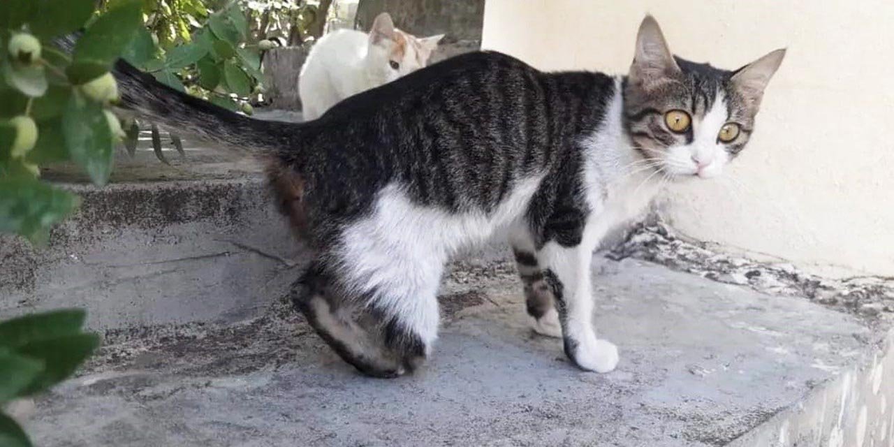 Vicdansızlar! 10'dan fazla kedi ayakları kesilmiş halde bulundu
