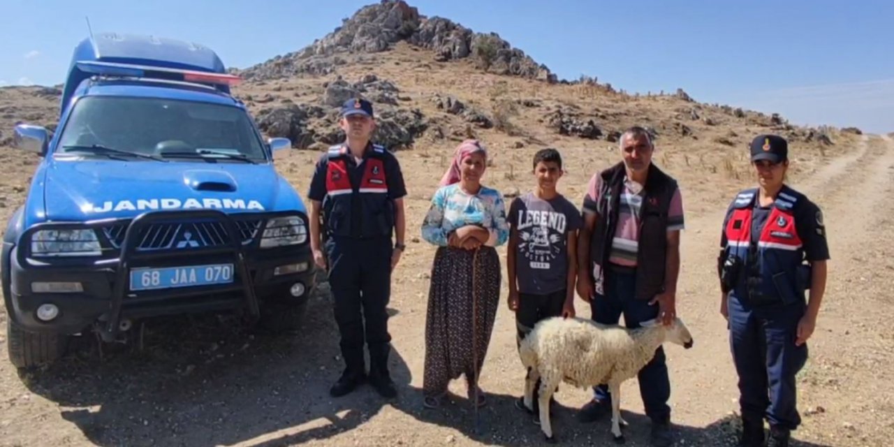 Jandarma ekipleri kaybolan 12 koyunu drone ile buldu