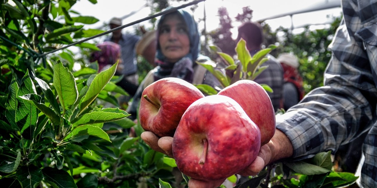 Konya, yıllık 250 bin ton elma üretimiyle 5. sırada yer alıyor