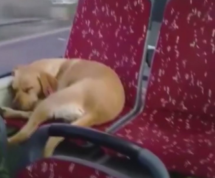 Şoförün otobüse aldığı üşüyen köpek, koltukta uyuyakaldı