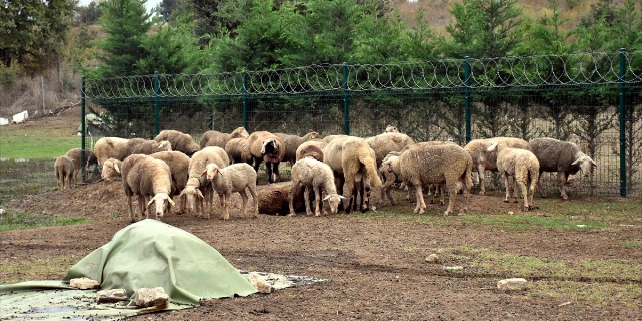 Sahipsiz köpekler sürüye daldı, 41 hayvan telef oldu