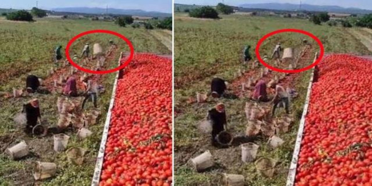 İzleyen bir daha bakıyor! Domates üreticisinin fizik kurallarını alt üst eden hareketi
