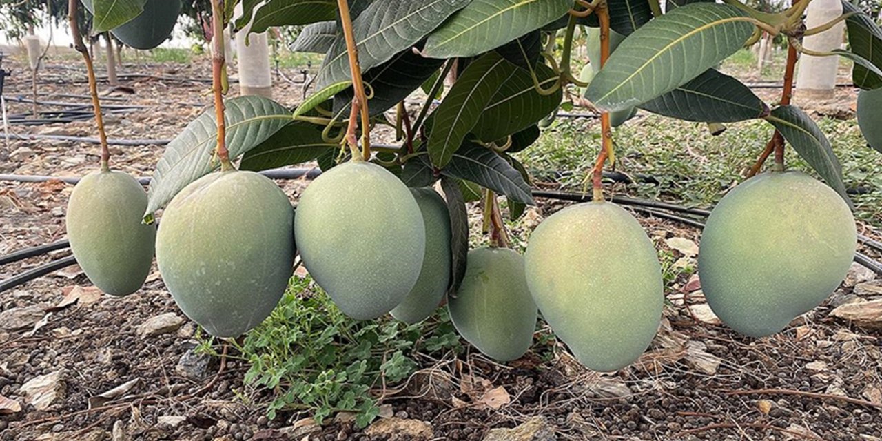 Antalya'da yetiştirilen mango yurt dışından da alıcı buluyor