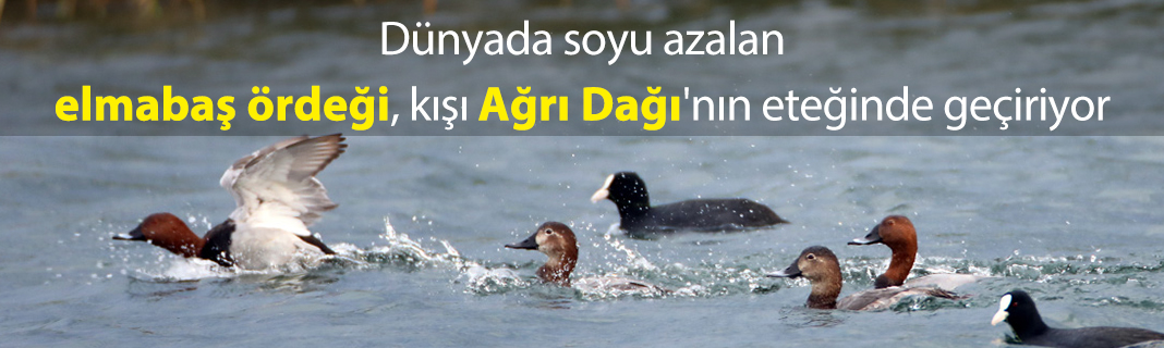 Dünyada soyu azalan elmabaş ördeği, kışı Ağrı Dağı'nın eteğinde geçiriyor