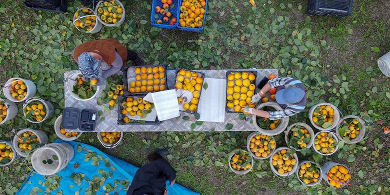 Köylüler ürettikleri cennet hurmasını kurutarak pazarlıyor