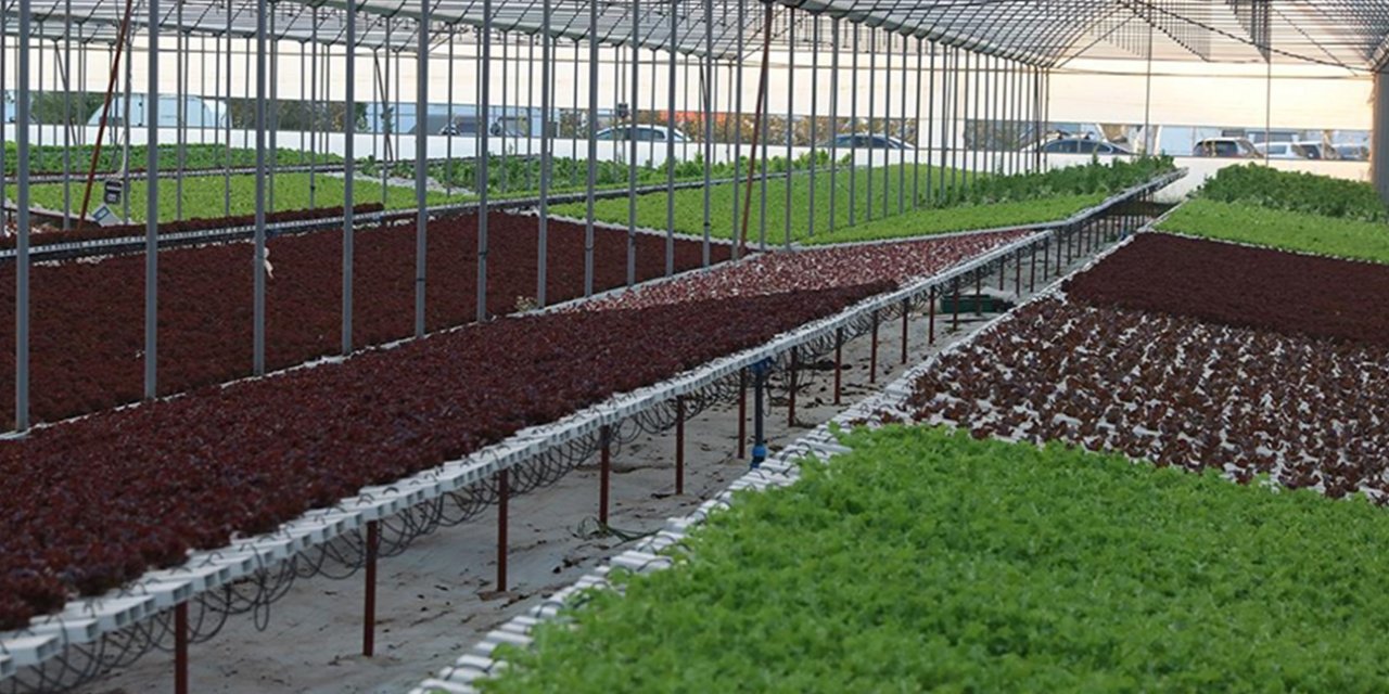Topraksız tarımla 21 dönümde 210 dönüme denk ürün yetiştiriyor