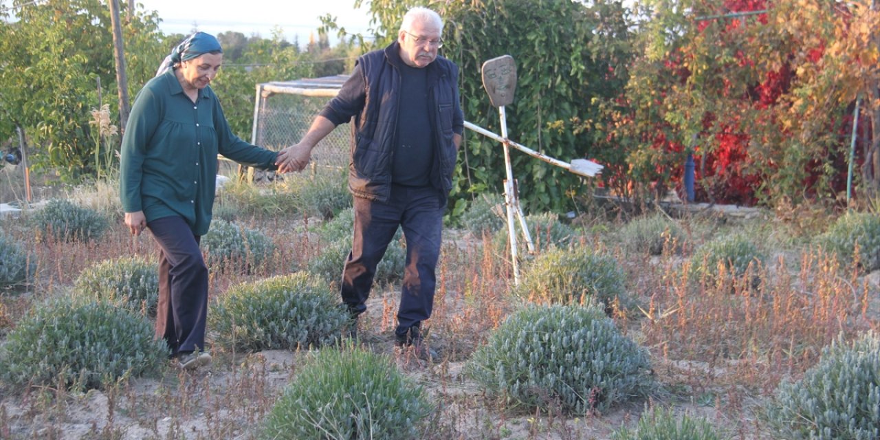 Emekli olunca ata toprağına döndü, eşiyle el ele verip 4 bin lavanta dikti