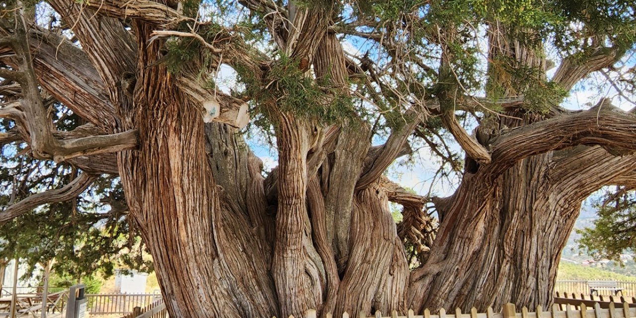 Tam 1001 yıllık! Konya’nın bu ilçesindeki ardıç ağacı tarihe tanıklık ediyor