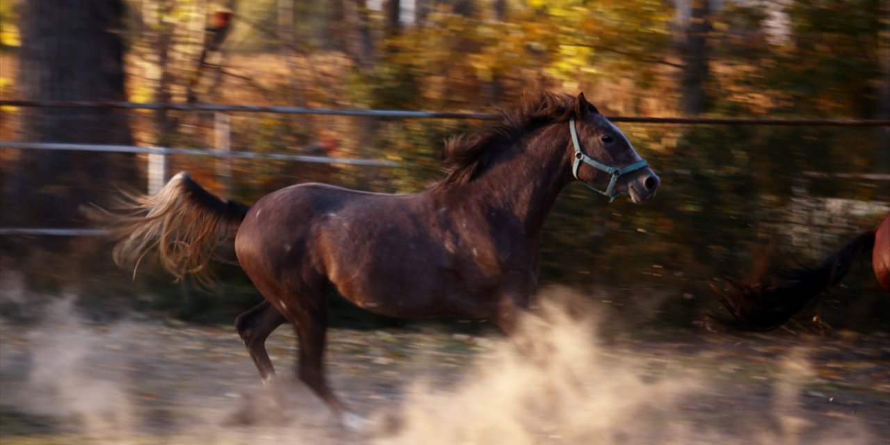 Türkiye’nin şampiyon atları Konya’daki bu çiftlikte yetişiyor