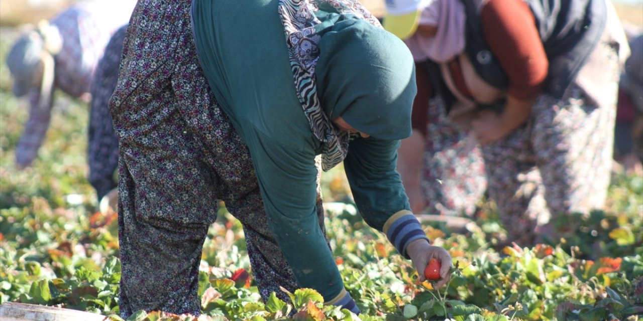 Konya’nın tescilli ürününün yetiştirilmesinde ön safta kadınlar yer alıyor