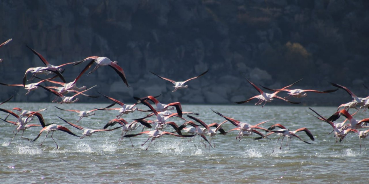 Tuz Gölü’nde kuraklık nedeniyle sular azaldı, flamingolar sulak alanlara göç etti