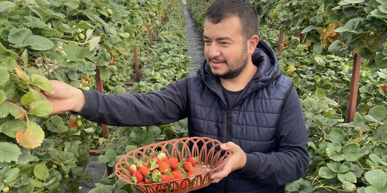 İstifa etti, topraksız tarıma başladı! Şimdi Konya’da yıllık 10 ton çilek üretiyor