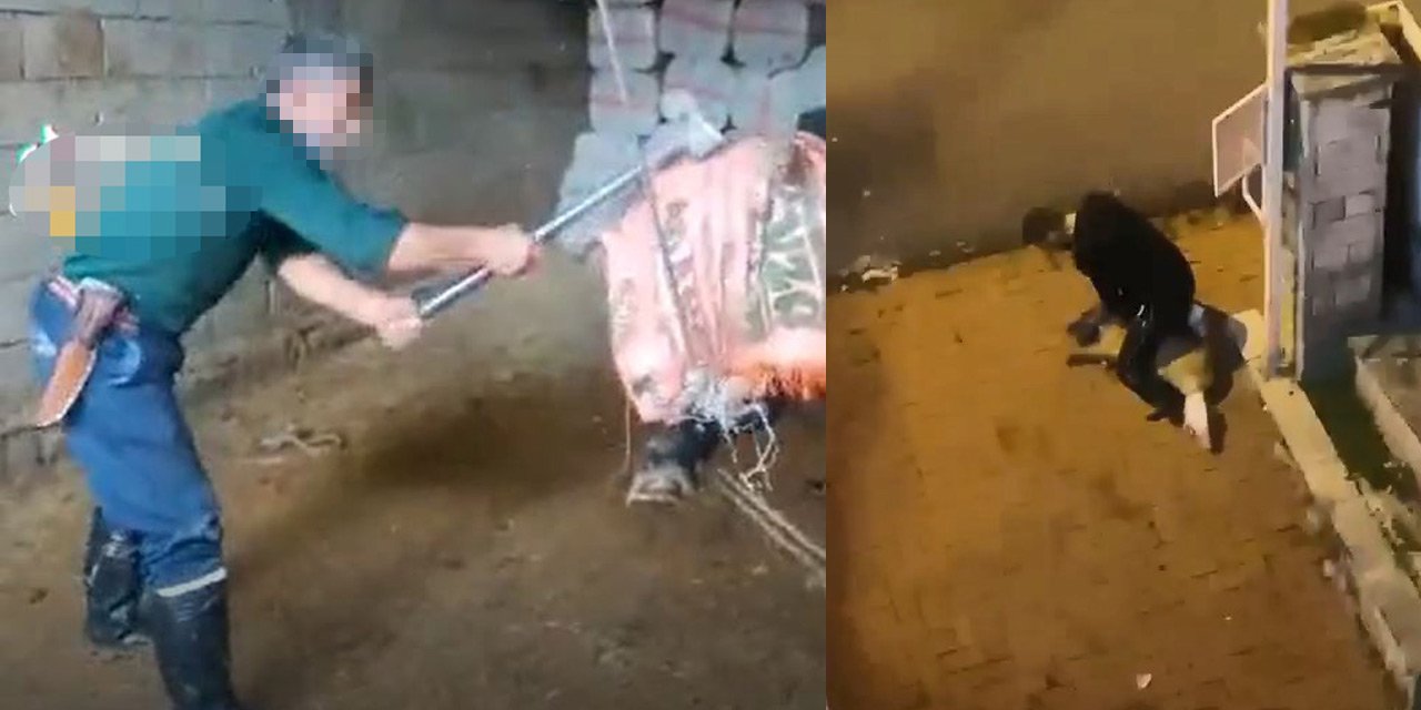 İki ilde korkunç görüntüler! Biri boğayı balyozla öldürdü, diğeri köpeği boğmaya çalıştı