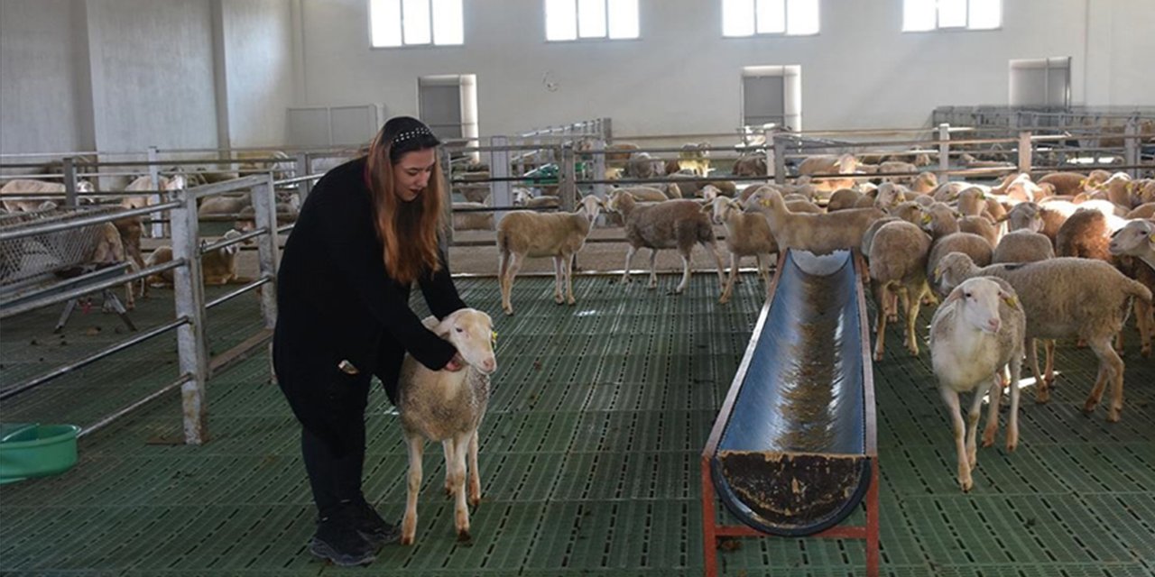 Kadın girişimci devlet desteğiyle koyun çiftliği kurdu