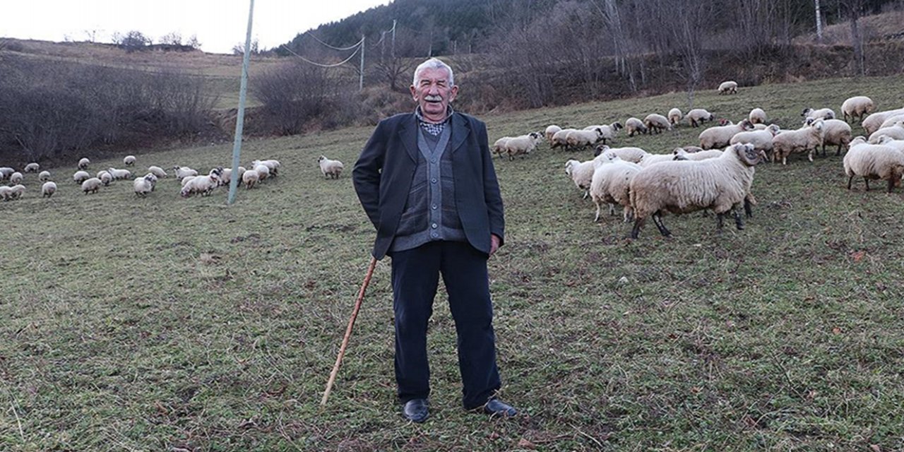 84 yaşındaki Kaptan dede, çobanlıktan ve yaylalardan vazgeçmiyor