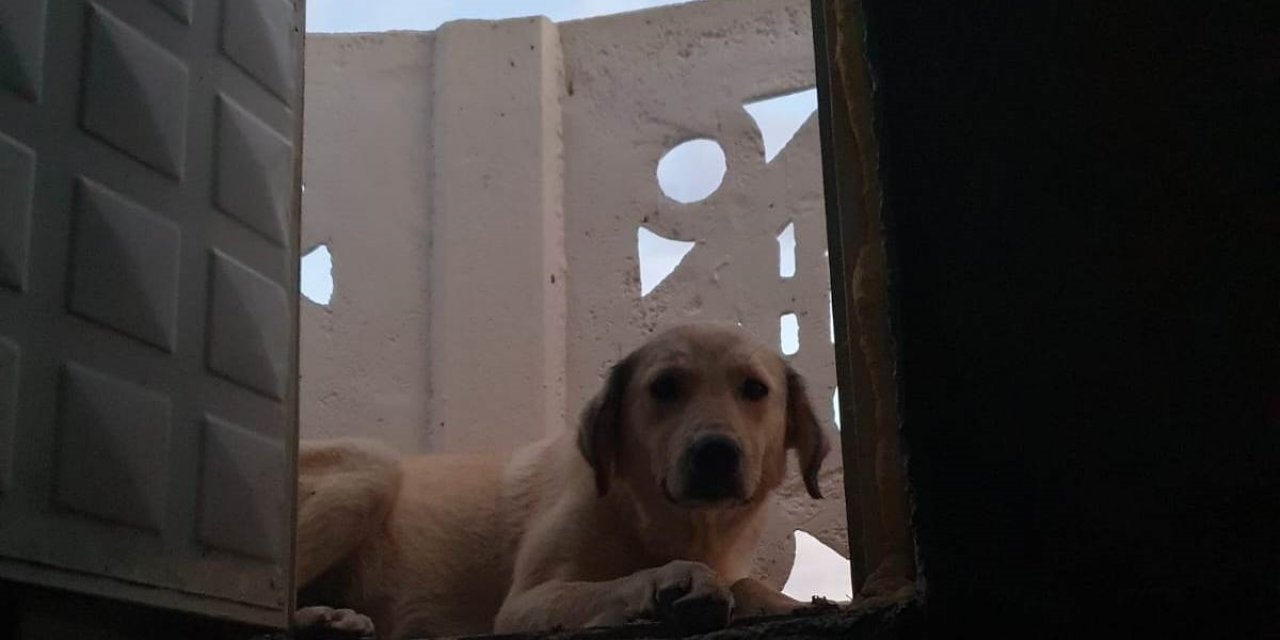 Konya’da caminin minaresinde mahsur kalan köpek itfaiye ekiplerince kurtarıldı