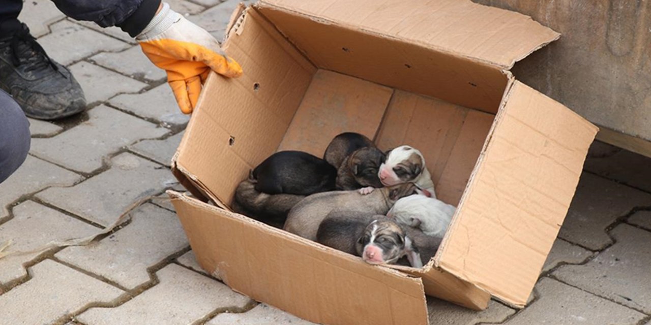 Çöp konteynerine atılan köpek yavrularını temizlik personeli kurtardı!