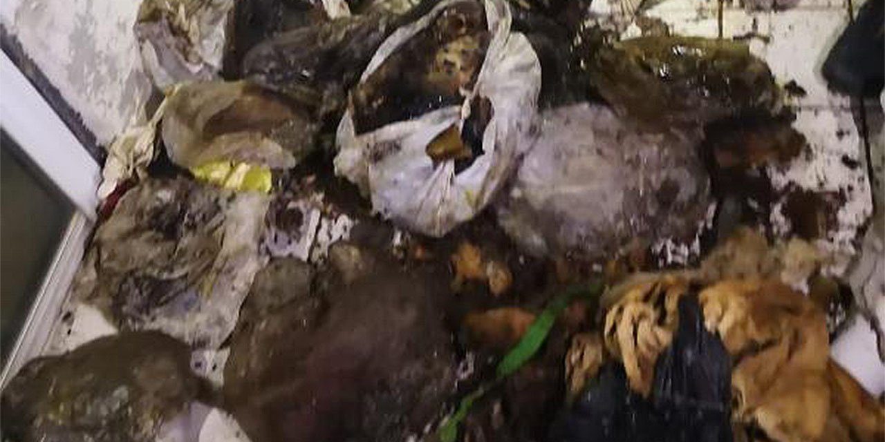 Korkunç görüntü! Bir evde çok sayıda köpek ve kedi ölüsü bulundu