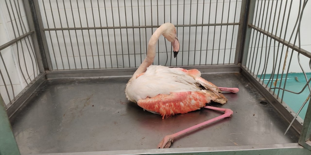 Konya’da yaralı halde bulunan flamingo tedavi altına alındı