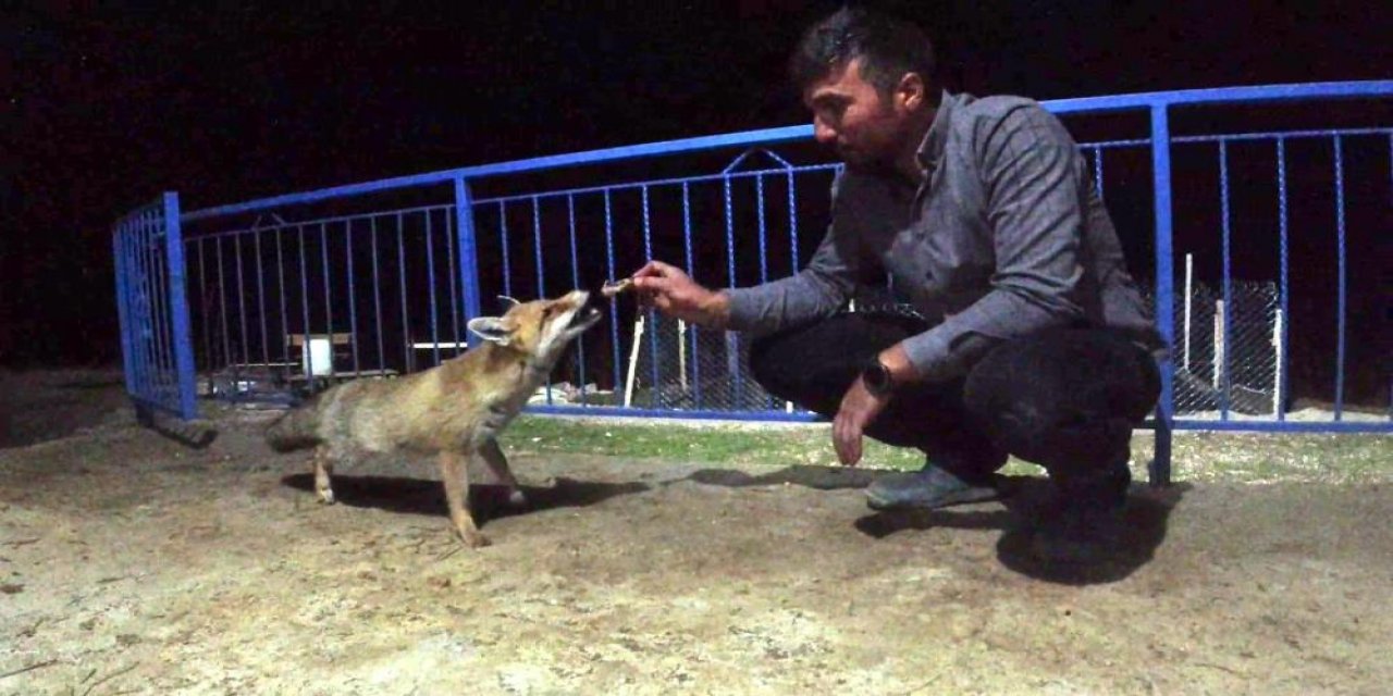 Konya’da okul müdürü dostluk kurduğu tilkiyi eliyle besliyor