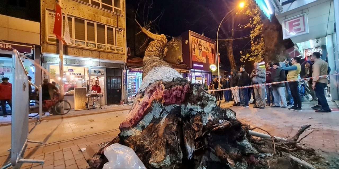 Devrilen ağaç iş yerlerine zarar verdi