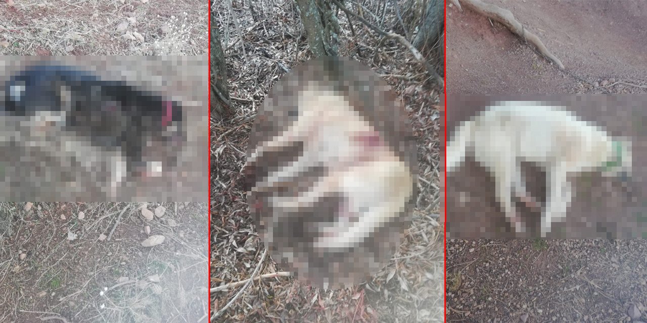 ÖZEL I Konya’da köpek katliamı! 3 çoban köpeği tüfekle öldürüldü