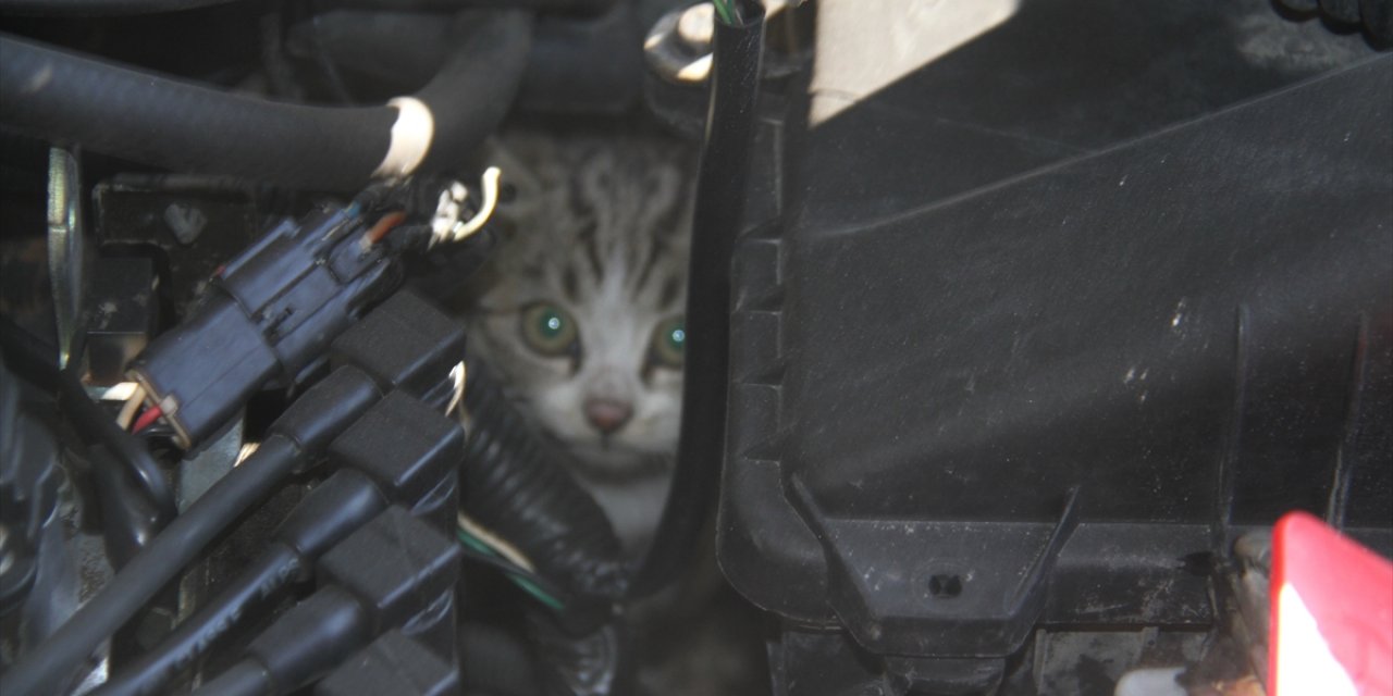 Konya'da otomobilin motor kısmına giren kedi için seferber oldular