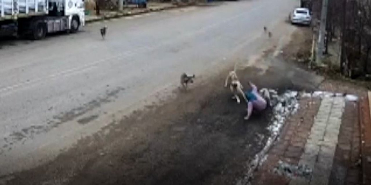 Konya’da 9 köpeğin saldırdığı kadını ölümden bakkal kurtardı
