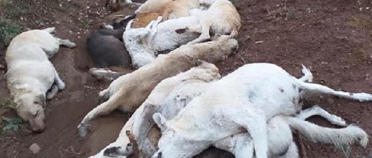 Arazide çok sayıda ölü köpek bulundu