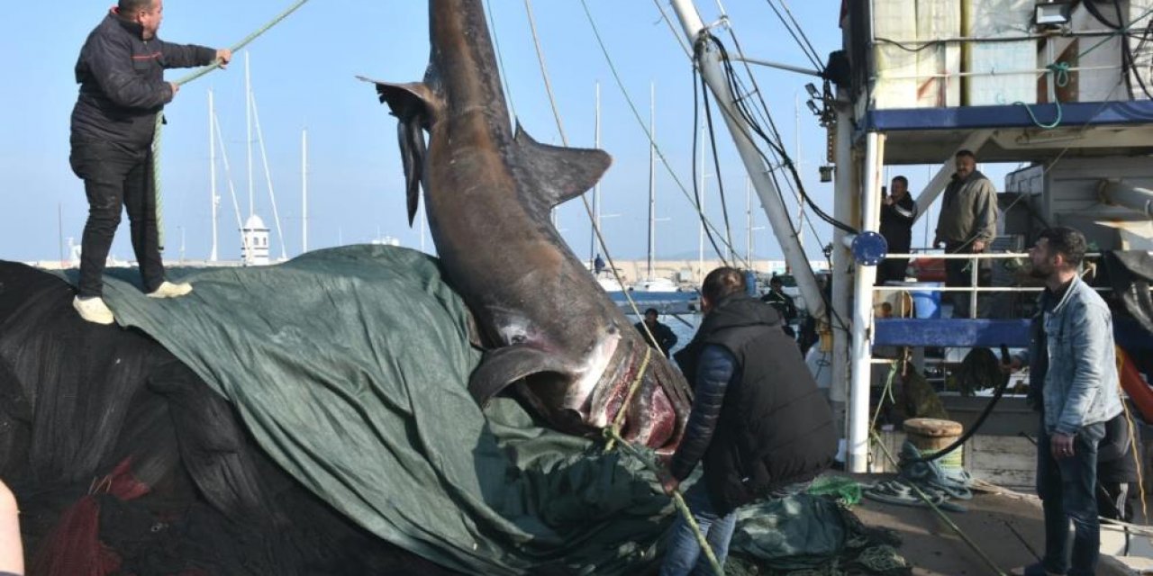 Görenler şaşkına döndü! Boyu 10 metre ağırlığı 2 ton