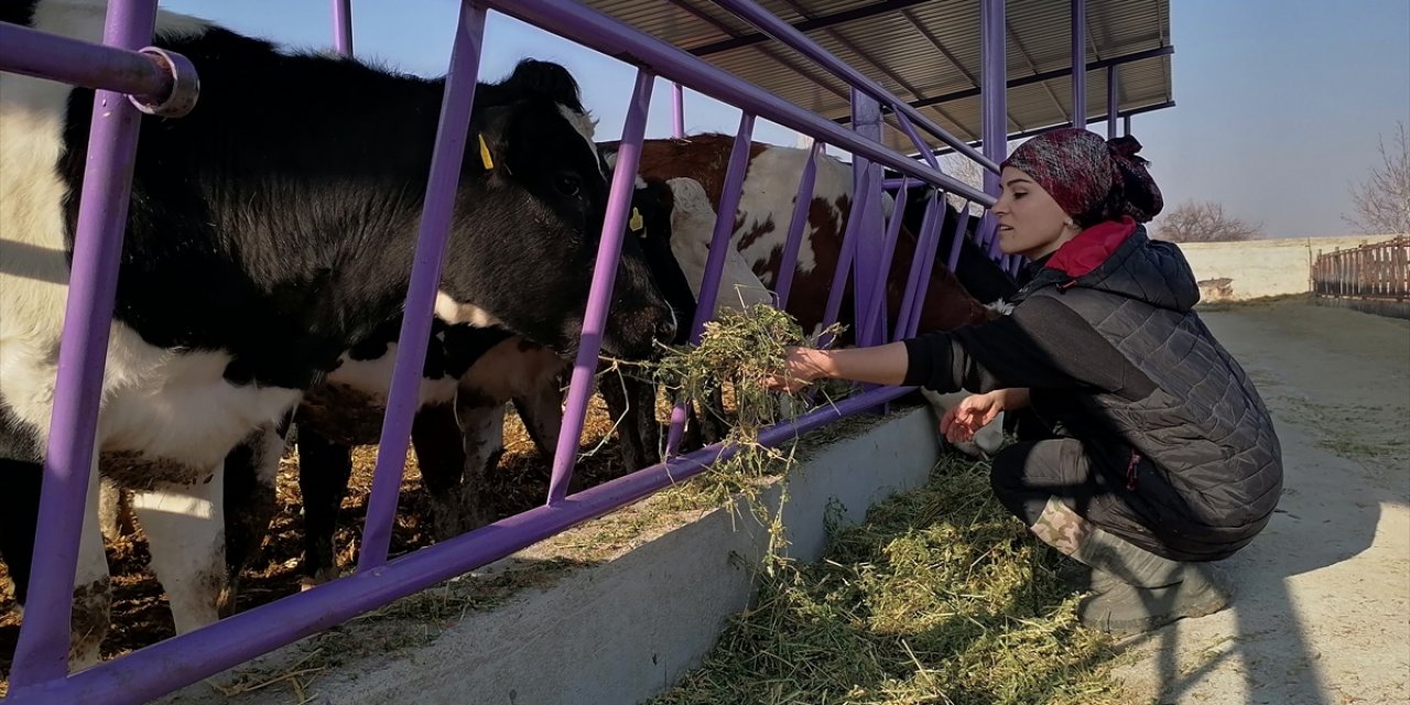 Konya’da üniversiteli kadın girişimci, çiftliğinde günlük 1 ton süt üretiyor