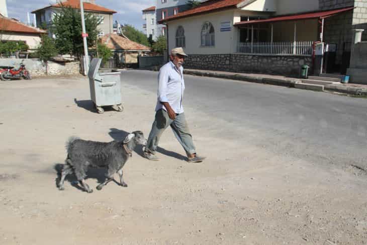 Besledi, büyüttü, şimdi yanından ayrılmıyor!