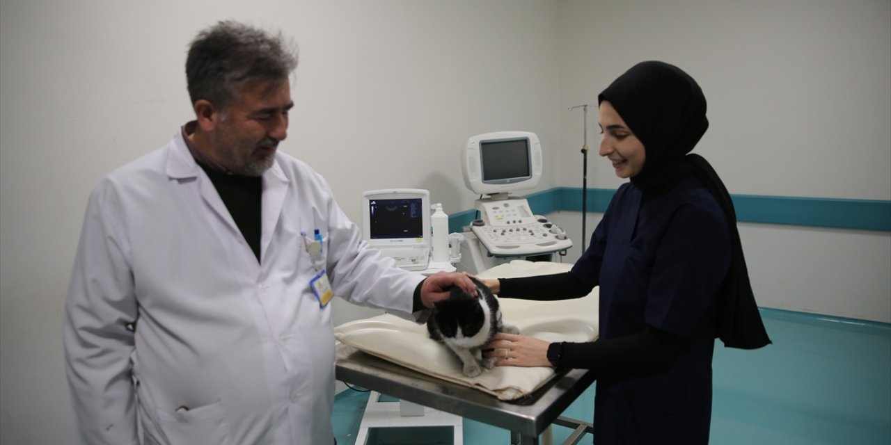 Konya’da ultrason muayenesiyle hayvanlardaki hastalık ve gebelikler önceden belirleniyor