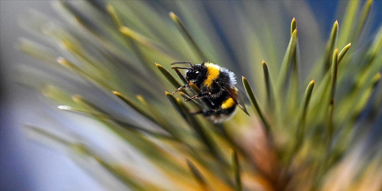 Değişen iklim şartları bazı hayvanların neslini tehlikeye atabilir