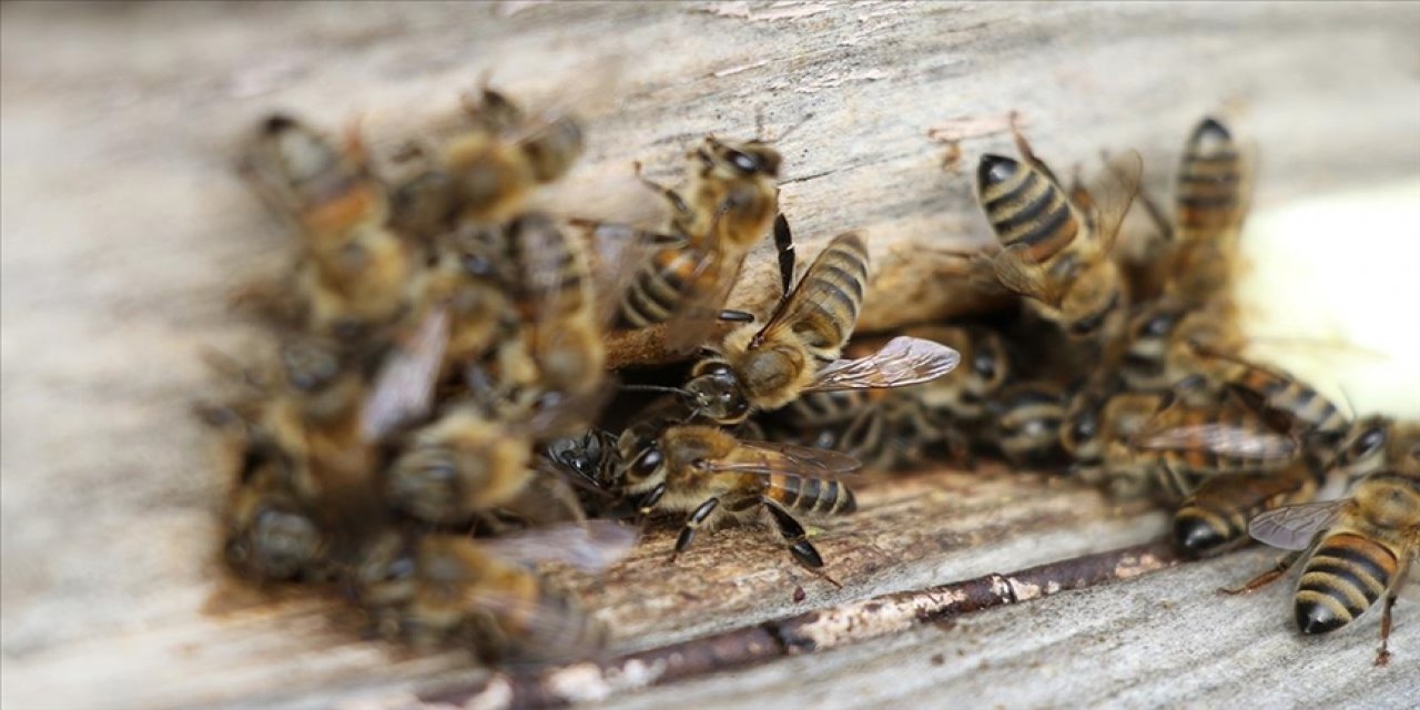 Küresel iklim değişikliği bal arılarının ömrünü kısaltıyor