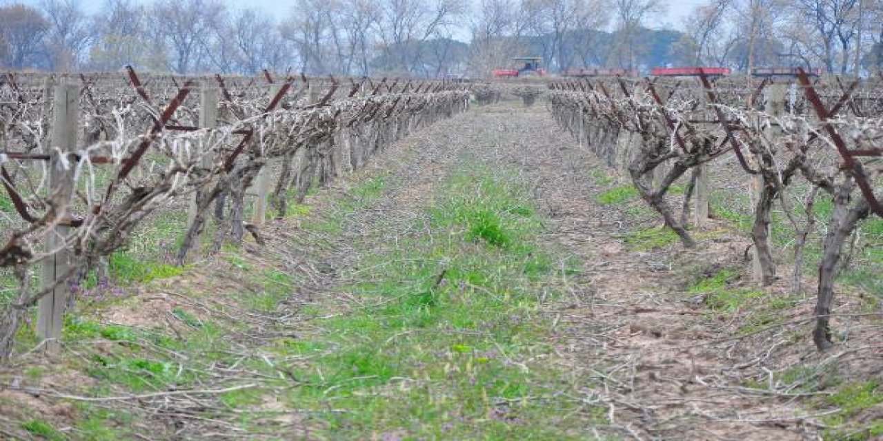 5 il için 'zirai don' uyarısı