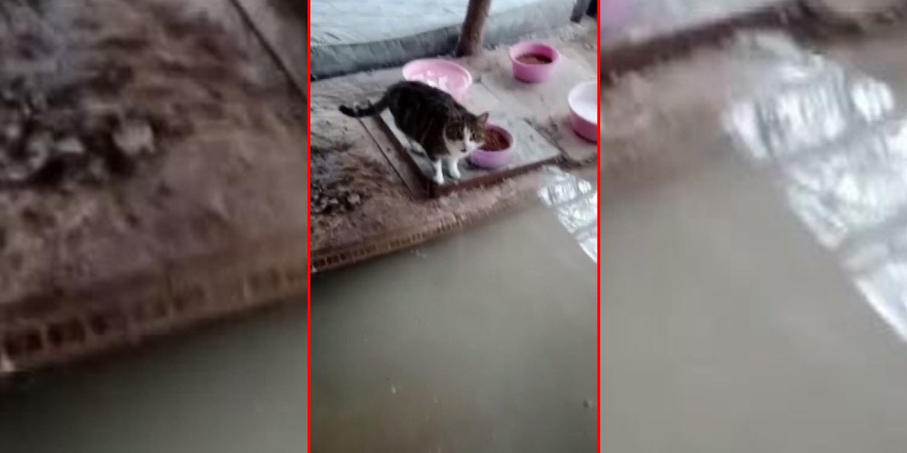 Konya’da su baskını yaşanan barınakta mahsur kalan kedileri itfaiye kurtardı