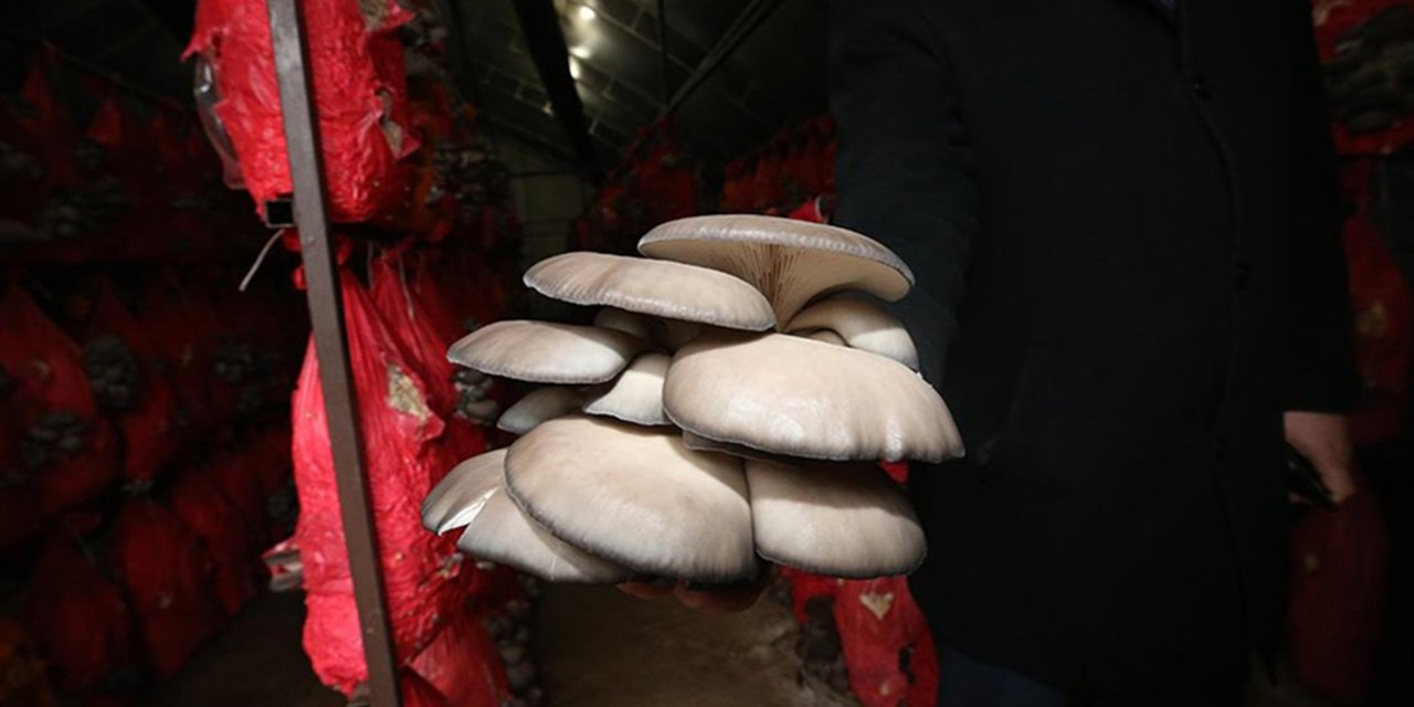 Kadın girişimci serasında yılda 4 ton istiridye mantarı üretiyor