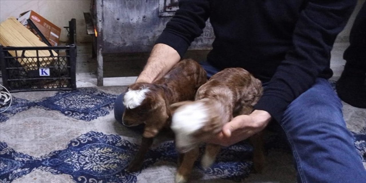 Anneleri ölen ikiz keçileri biberonla besliyor
