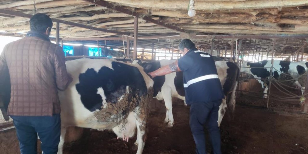 Deprem bölgelerinde hayvan hastalıkları ile mücadele sürüyor