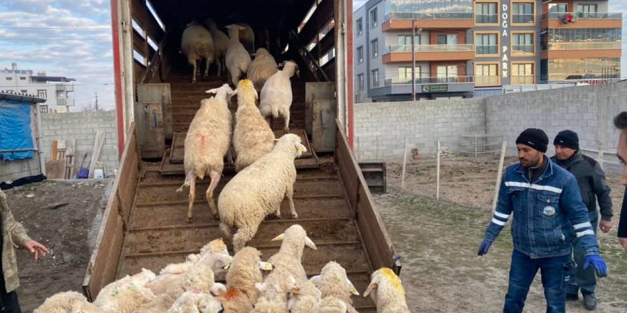 Konya Karapınar’da üretici depremzedeler için 155 hayvan bağışlandı