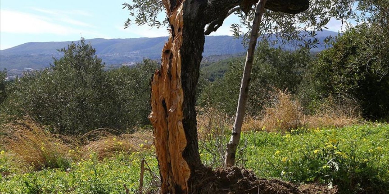 Deprem, 80 yıllık zeytin ağacını ikiye böldü