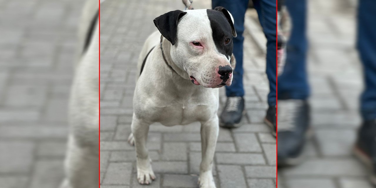 Konya’da yasaklı ırk köpek besleyen iki kişiye 66 bin lira ceza yazıldı