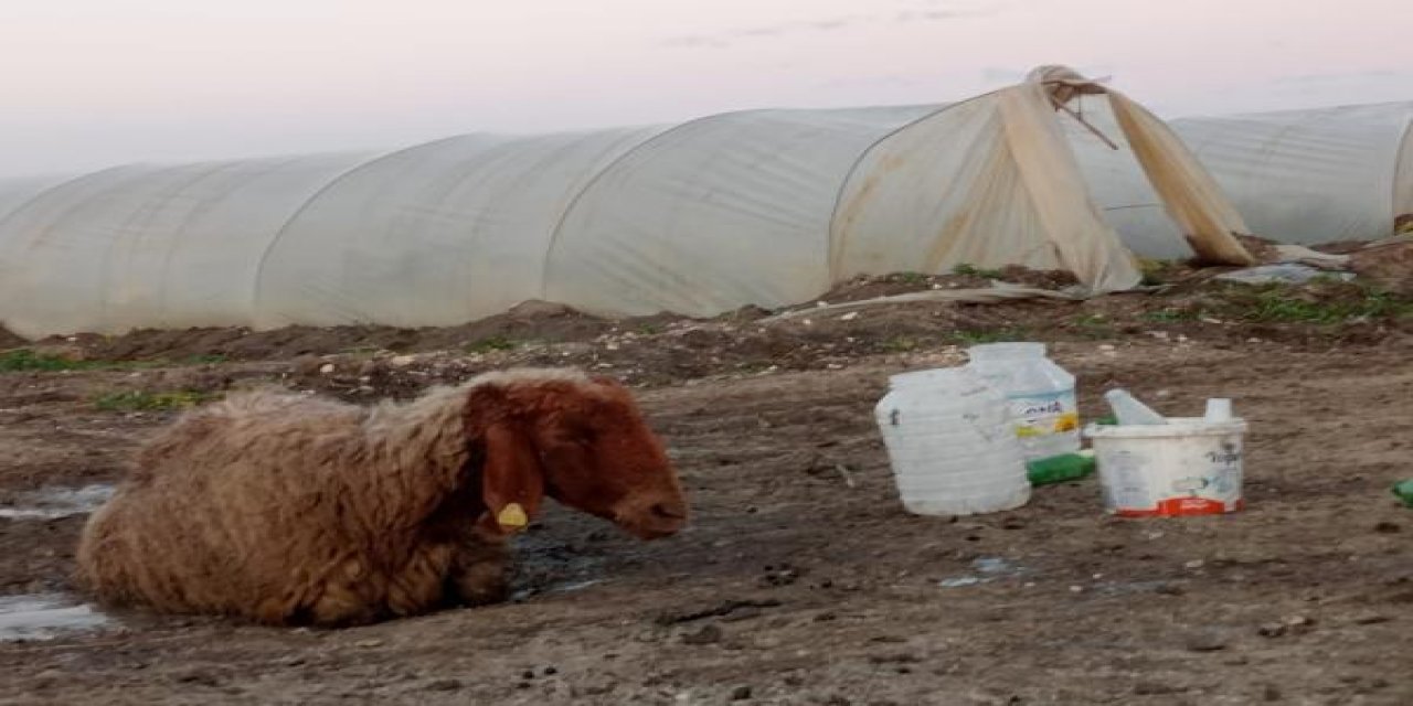 Otlaktan dönen 25 koyun yolda teker teker öldü