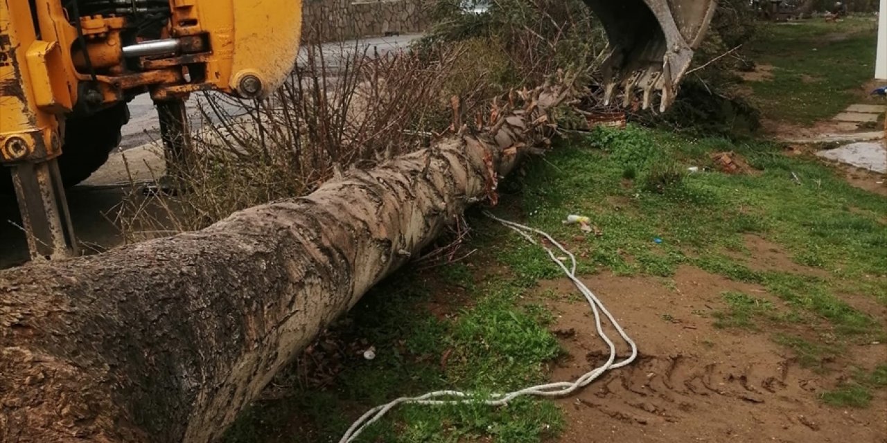 Konya’da şiddetli rüzgar yarım asırlık ağacı yıktı