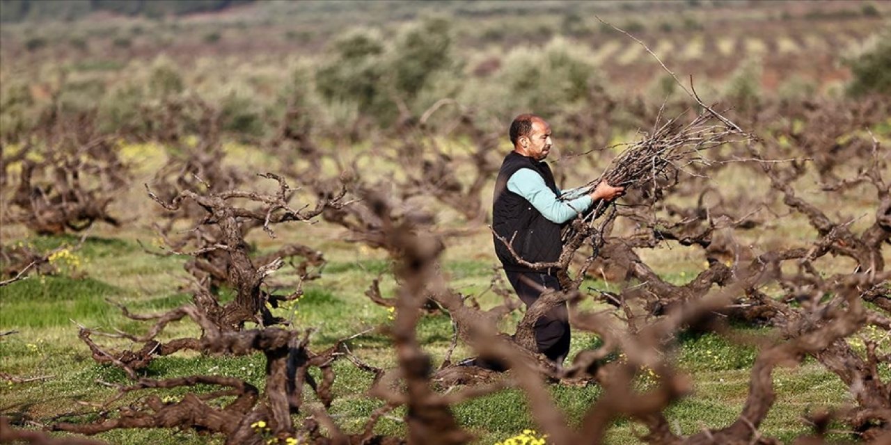 Hatay'da deprem nedeniyle evlerini terk eden çiftçiler, bahçelerinin bakımı için geri dönüyor