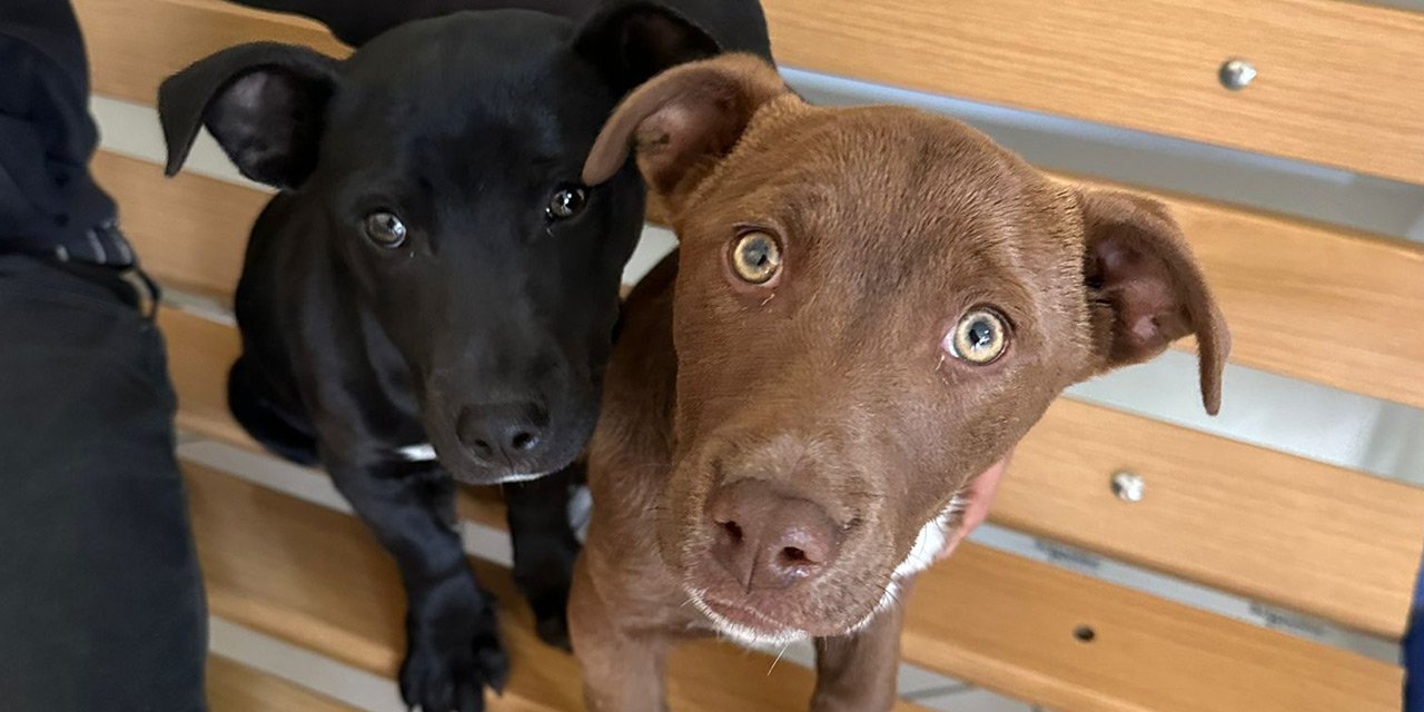 Çalınan köpekleri için Konya'da polise koştu, cezayı kendisi yedi